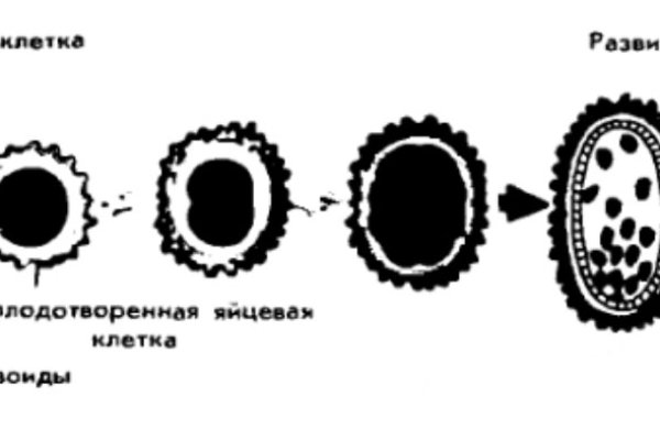 Kraken ссылка krakentor site