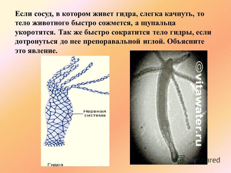 Сайт kraken в tor